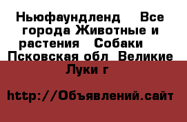 Ньюфаундленд  - Все города Животные и растения » Собаки   . Псковская обл.,Великие Луки г.